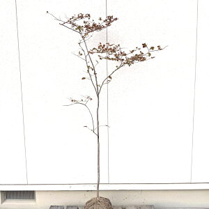 SALE!!݌ɔy t:icn[ P  1.8m z t