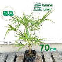 楽天市場】シュロ 植木の通販