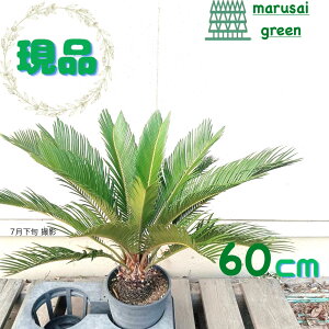 iy\ec |bg 60cm z A V{c[  ډB K[fjO GNXeA m a LO Ϗ ϊ A IV ϗtA 썑 j O