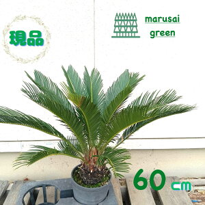 iy\ec |bg 60cm z A V{c[  ډB K[fjO GNXeA m a LO Ϗ ϊ A IV ϗtA 썑 j O