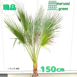 iyΎ:VgVP 1.5mzΒ  A V{c[ uWV ^CV p[c[ VmL  ̔ ډB K[fjO GNXeA 