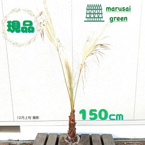 iyΎ:VgVP 1.5mzΒ  A V{c[ uWV ^CV p[c[ VmL  ̔ ډB K[fjO GNXeA 