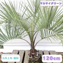 楽天市場】ココスヤシ 庭木の通販