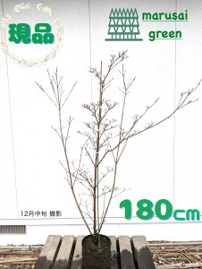 �����i�������y���t��:�E���t�A�C �P�� �|�b�g 1.8m �z���t����