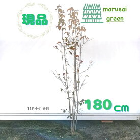 ☆SALE!! ◎現品発送◎【落葉樹:ヤマボウシ 白 株 根巻 1.8m 】 落葉高木 落葉樹 中高木 庭木 植木 花木 樹木 シンボルツリー 山法師 やまぼうし 庭植え 植樹 目隠し ガーデニング エクステリア ガーデン お庭 耐寒性 おしゃれ 販売 植栽 園芸 洋風 和風 記念樹