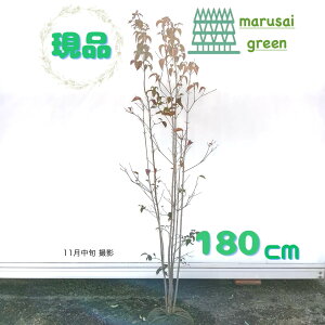 iyt:}{EV    1.8m z t t   A Ԗ  V{c[ R@t ܂ڂ A A ډB K[fjO GNXeA K[f