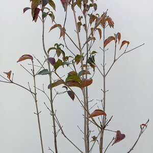 ??�݌ɔ���??�y���t��:���}�{�E�V �� �� ���� 1.8m �z ���t���� ���t�� ������ ��� �A�� �Ԗ� ���� �V���{���c���[ �R�@�t ��܂ڂ��� ��A�� �A�� �ډB�� �K�[�f�j���O �G�N�X�e���A �K�[�f�� 