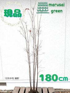 �����i�������y���t��:���}�{�E�V �� �� ���� 1.8m �z ���t���� ���t�� ������ ��� �A�� �Ԗ� ���� �V���{���c���[ �R�@�t ��܂ڂ��� ��A�� �A�� �ډB�� �K�[�f�j���O �G�N�X�e���A �K�[�f