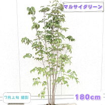 楽天市場】やまぼうしの通販