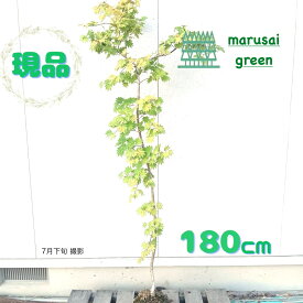 ◎現品発送◎【落葉樹:枝垂れコハウチワカエデ 関の華厳 単木 根巻 1.8m 】落葉高木 広葉樹
