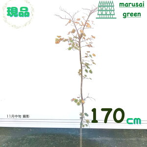 iyt:}RnE`JGf ւ̉، P  1.7mzt Lt