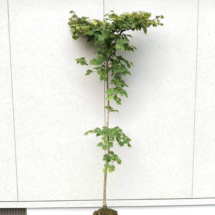 楽天市場】◎現品発送◎【落葉樹:枝垂れコハウチワカエデ 関の華厳 単 