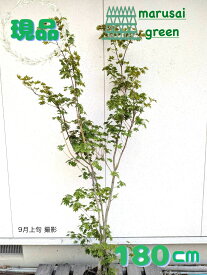 【落葉樹:コハウチワカエデ 株 根巻 1.8m】落葉高木 庭木 植木 シンボルツリー 紅葉 モミジ カエデ 植樹 販売 耐寒性 庭植え 目隠し ガーデニング エクステリア 屋外 お庭 ガーデン 園芸 樹木 植栽 植物 耐暑性 おしゃれ オシャレ 記念樹 お祝い 大きい 大型 180cm