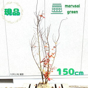 iyt:RnE`JGf   1.5mzt  A V{c[ gt~W JGf A ډB K[fjO GNXeA Ϗ ̔ A  K[f 