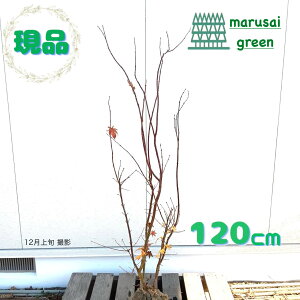 �����i�������y���t��:�R�n�E�`���J�G�f �� ���� 1.2m�z���t������ �c �c��