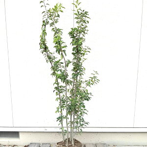 ??݌ɔ??y Ύ:\S   1.5mzΒ  A 悲 Ϗ A V{c[ \M tNVo tN` A ̔   A A  A O  ډB