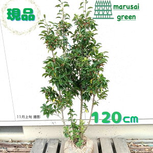 iyΎ:\S   1.2m zΒ  A A c c V{c[ 悲 \M tNVo tN` Ԃ  A O A A ̔  ډB K[