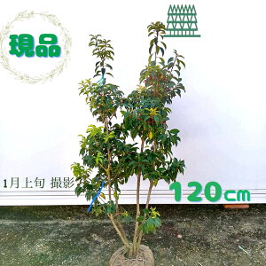 iyΎ:\S   1.2m zΒ  A A c c V{c[ 悲 \M tNVo tN` Ԃ  A O A A ̔  ډB K[