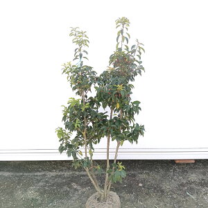 iyΎ:\S   1.2m zΒ  A A c c V{c[ 悲 \M tNVo tN` Ԃ  A O A A ̔  ډB K[