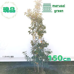 iy Ύ:\S   1.5mzΒ  A 悲 Ϗ A V{c[ \M tNVo tN` A ̔   A A  A O  