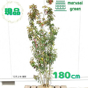 SALE!!iy Ύ:\S   1.8m z΍  A A V{c[ \M 悲 tNVo tN`    X A A  A A a m 