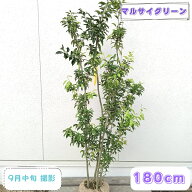 ◎現品発送◎【 常緑樹:ソヨゴ 株 根巻 1.8m 】常緑高木 庭木 植木 庭植え シンボルツリー ソヨギ そよご…