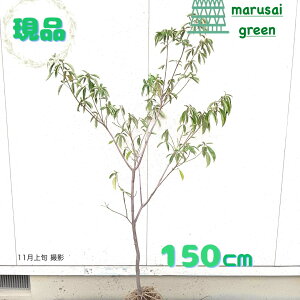 iyΎ:΃}{EV V P  1.5m z ΍  A V{c[  R@t ܂ڂ  A A  ډB A ̔ Ϗ K[fjO GN