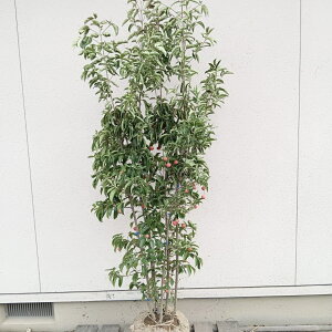 ݌ɔyΎ:΃}{EV    1.8m z ΍  A V{c[  R@t ܂ڂ  A A  ډB A ̔ Ϗ K[fjO GNX