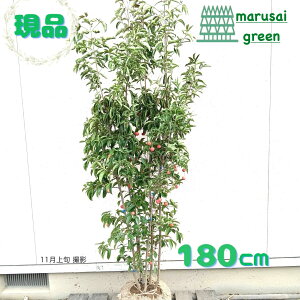 iyΎ:΃}{EV   1.8m z ΍  A V{c[  R@t ܂ڂ  A A  ډB  A ̔ Ϗ K[fjO GNX