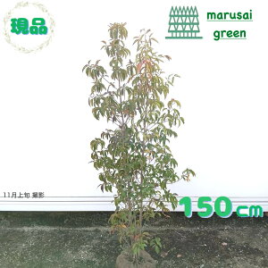 iyΎ:΃}{EV    1.5mzΒ  A V{c[ R@t ܂ڂ A A A ډB K[fjO GNXeA O ̔  