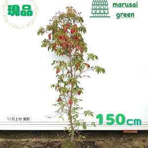 iyΎ:΃}{EV  P  1.5mzΒ R@t ܂ڂ c A ̔ Ϗ A O A A V{c[ ϊ  K[f  ډB 