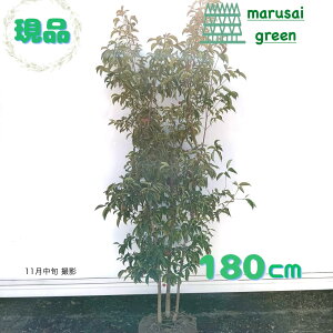 iyΎ:΃}{EV    1.8m z ΍  A V{c[  R@t ܂ڂ  A A  ډB A ̔ Ϗ K[fjO GNX