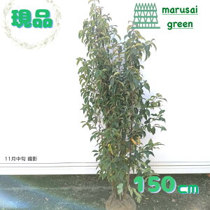 iyΎ:΃}{EV    1.5mzΒ  A V{c[ R@t ܂ڂ A A A ډB K[fjO GNXeA O ̔  