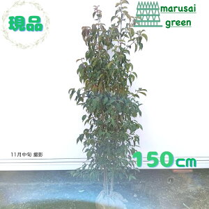 iyΎ:΃}{EV    1.5mzΒ  A V{c[ R@t ܂ڂ A A A ډB K[fjO GNXeA O ̔  