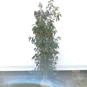 SALE!! iyΎ:΃}{EV    1.5mzΒ  A V{c[ R@t ܂ڂ A A A ډB K[fjO GNXeA O ̔ 