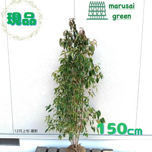 SALE!!iyΎ:΃}{EV    1.5mzΒ  A V{c[ R@t ܂ڂ A A A ډB K[fjO GNXeA O ̔ 