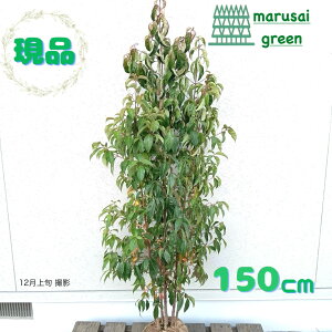 SALE!! iyΎ:΃}{EV    1.5mzΒ  A V{c[ R@t ܂ڂ A A A ډB K[fjO GNXeA O ̔ 