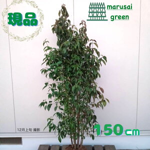 iyΎ:΃}{EV    1.5mzΒ  A V{c[ R@t ܂ڂ A A A ډB K[fjO GNXeA O ̔  