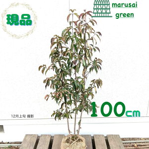 �����i�������y��Ύ�: ��΃��}�{�E�V �� ���� 1.0m�z��Β����� ��� �A�� �V���{���c���[ �R�@�t ��܂ڂ���