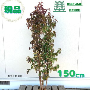 �����i�������y��Ύ�:��΃��}�{�E�V ���� �� ���� 1.5m�z��Β����� ��� �A�� �V���{���c���[ �R�@�t ��܂ڂ��� ��A�� �A�� �A�� �ډB�� �K�[�f�j���O �G�N�X�e���A ���O �̔� ������� 