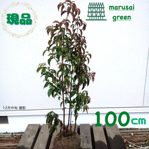 �����i�������y��Ύ�: ��΃��}�{�E�V �� ���� 1.0m�z��Β����� ��� �A�� �V���{���c���[ �R�@�t ��܂ڂ���