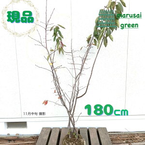 iyt:W[x[   1.8m z t t  V{c[    A Ԗ   | ʎ LO A Ϗ A A ̔ m a A 