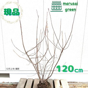 iyt:W[x[   1.2mzt ʎ  A V{c[ A    A ϊ Ϗ ډB K[fjO GNXeA a m L