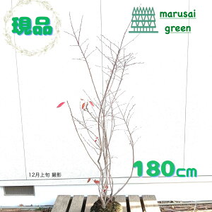 �����i�������y���t��:�W���[���x���[ �� ���� 1.8m �z ���t���� ���t�� �� �V���{���c���[ ���� �� ���� �A�� �Ԗ� ��� ���� ���| �ʎ� �L�O�� �A�� �Ϗ��� �A�� �A�� �̔� �m�� �a�� ��A�� 