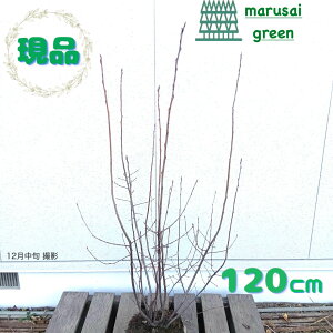 �����i�������y���t��:�W���[���x���[ �� ���� 1.2m�z���t������ �ʎ� ��� �A�� �V���{���c���[ ��A�� ������ ���� ���� �A�� �ϊ��� �Ϗ��� �ډB�� �K�[�f�j���O �G�N�X�e���A �a�� �m�� �L