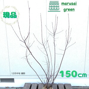 �����i�������y���t��:�W���[���x���[ �� ���� 1.5m�z ���t������ �ʎ� ��� �A�� �V���{���c���[ ��A�� �A�� ������ ���� ���� �A�� �̔� �ʎ� ���� �� �ϊ��� �Ϗ��� �ډB�� �K�[�f�j���O �G