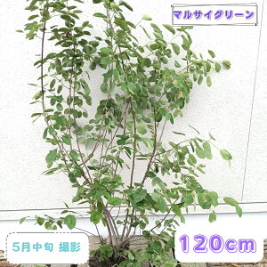 植木 ジューンベリー」の人気商品一覧・価格比較 - 価格.com
