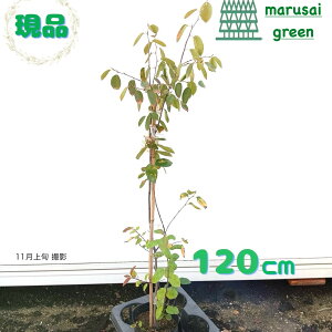 iyt:W[x[rq P |bg 1.2mzt