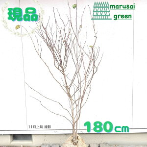 iyt:}omL P  1.8mzt t t Lt  A   A Ԗ A   V{c[ V{ c[ K[fjO | L