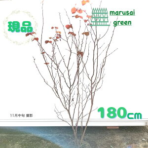 iyt:}omL   1.8m zt V{c[